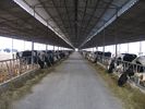 Китай Pre-проектированные стальные обрамляя системы разводя корову/лошадь с панелями крыши завод